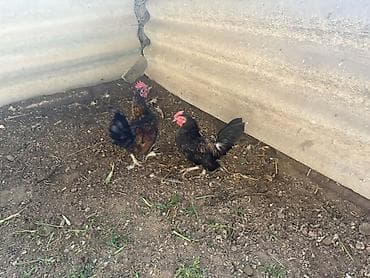 toyuqları: Toyuq, Damazlıq — 5