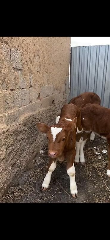 mal bazari 2020: Satışda: qırmızı-ağ rəngli, alın və burun hissəsi ağ olan simmental — 5