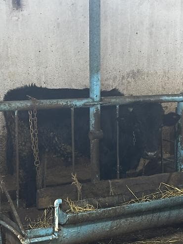 Gəmiricilər: Qara rəngli iri buğa/malda heyvandarlıq üçün təklif olunur — 2