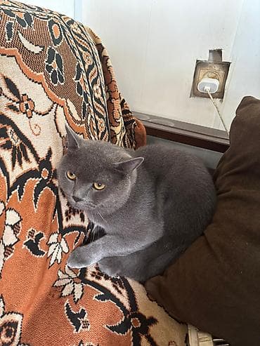 scottish fold satilir: Britan — 3