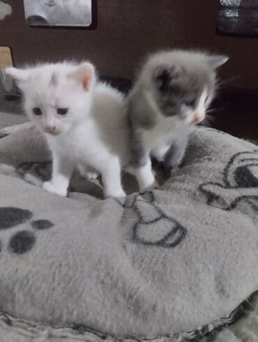 ağ pişiy: Erkək, Dişi, Yaxşı əllərə, Ünvandan götürmə — 10