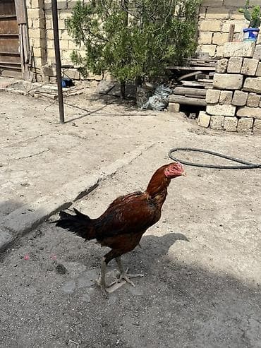 qaz cuceleri: Toyuq cücələri, Damazlıq — 3