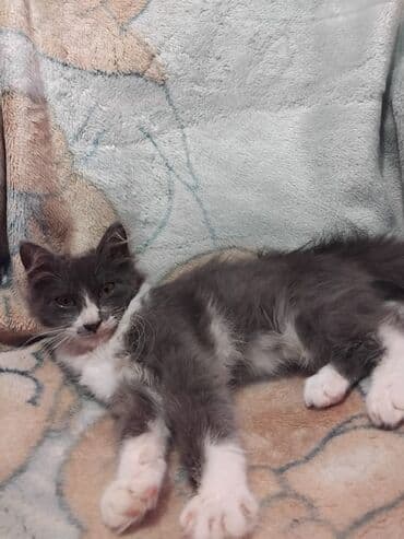 Gəmiricilər: Meyn-kun, Erkək, Yaxşı əllərə — 3