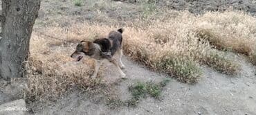 qapi iti: 3 il, Erkek, Peyvəndli, Ünvandan götürmə — 4