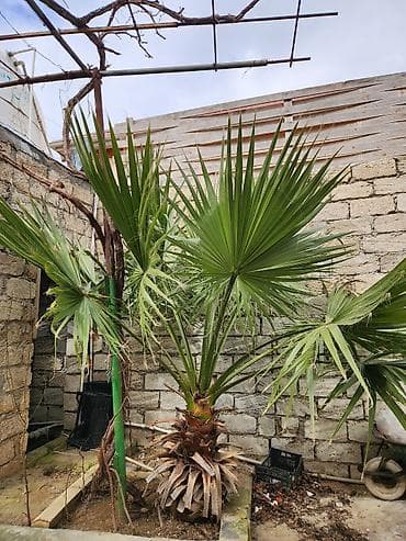 Dekorativ palma ağacı – fan formalı yarpaqlı (yükək soyuğa davamlı