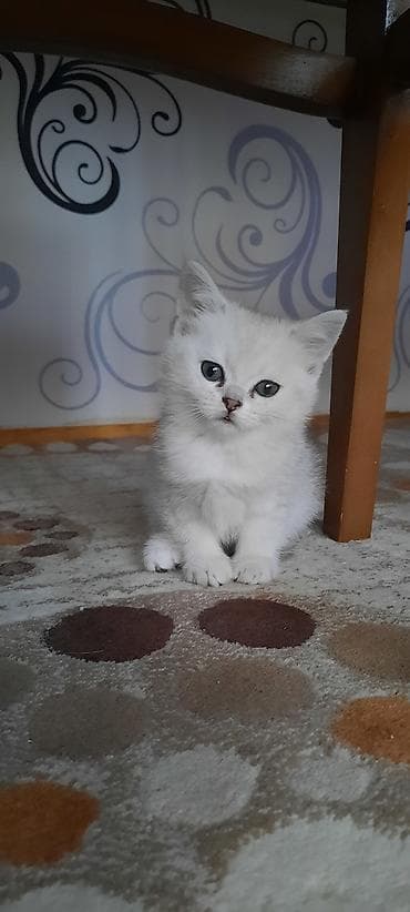 британская шиншилла баку: Британская — 1