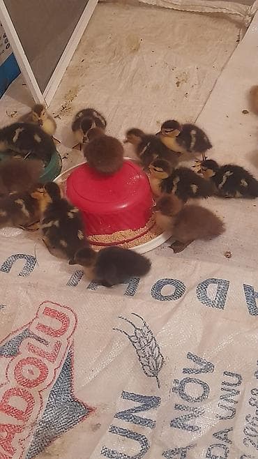 Птицы: Krasnadar zümrüdü 22dene bala 5 m — 3