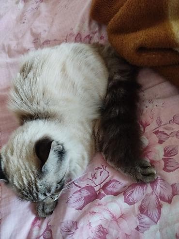 heyvan alqi satqisi: Siam, Erkək, Yaxşı əllərə, Ünvandan götürmə — 2