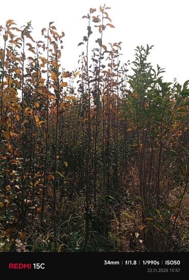 dekorativ yonca toxumu: Meyvə ağacı tingləri – müxtəlif sortlar - Məhsul: Meyvə bağları üçün — 3