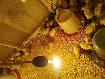 Pişiklər: Toyuq cücələri, Ətlik — 2