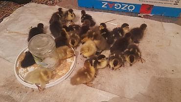 bildirçin satilir 80 qep: 23 dənə ördəy balası macar zümrüdü krasnadar lavanda fevralın 23 — 4