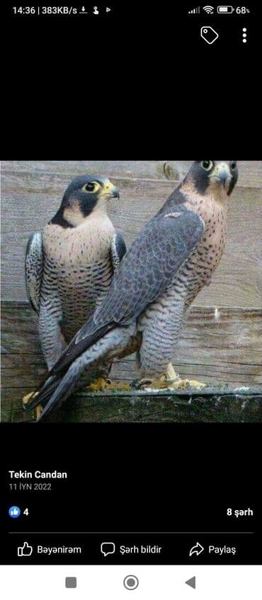 60 min dollar nece manatdir: 3 Rubl, 1844 il, Mis — 4