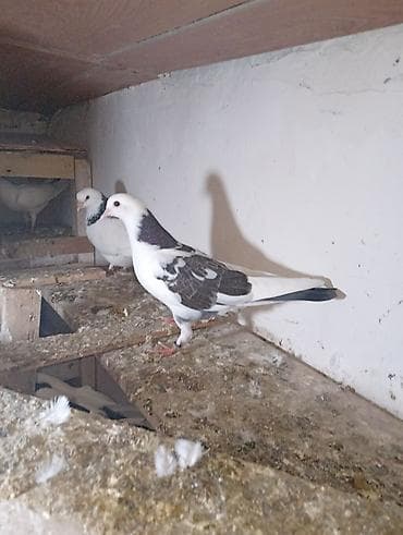 Göyərçinlər: Köm wekildekiler analaridi.balalar satiwdadi boyuk quw yox — 7