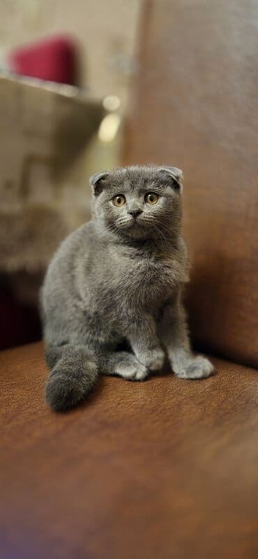 вислоухий сиамский кот: Шотладская вислоухая — 11