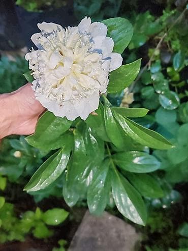pion gulu: Sort pionlar satılır. - Növ: Bağ pionları (herbaceous peony), sortlu — 1