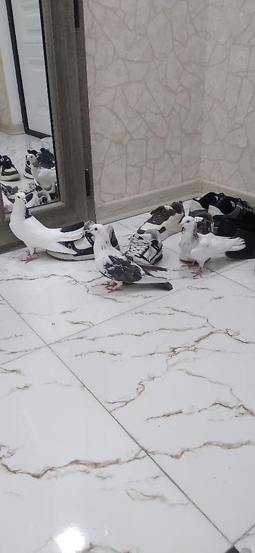 sumqayit goyercin: Kirisadan col qusarinin arasindan tutmusam — 1