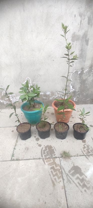 ciledagi bitkisi: Dəfnə ağacı (Laurus nobilis) – ətirli, keyfiyyətli və məhsuldar sort — 8