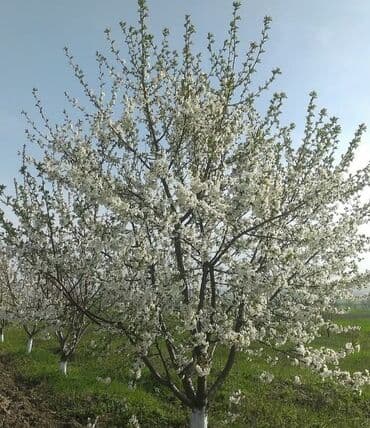 кабинка для душа: Şabran rayon şahnəzərli kəndi tam merkez 45 sot heyetyani sahe hasarli — 3