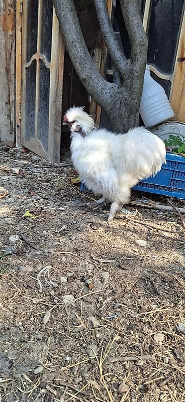 cucə və xoruz: PonPon xoruzu.barter var PonPon fərəylə — 1