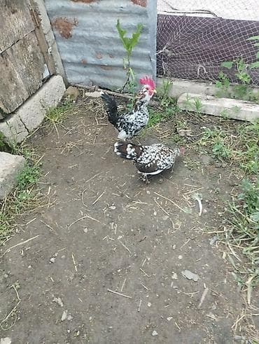 hamster satış: 1 cüt.il yarımlıq yaponkalar satılır.çox xırda cinsdilər.tam — 1