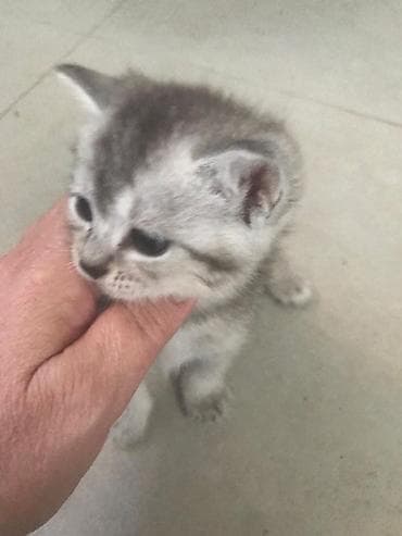 it pişik: Şotland yastı qulaq, Yaxşı əllərə — 5