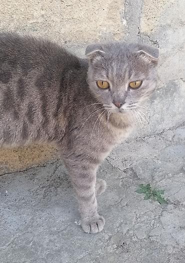Şotland yastı qulaq, Dişi, Yaxşı əllərə, Pulsuz çatdırılma lalafo.az -da Şotland yastı qulaq, Dişi, Yaxşı əllərə, Pulsuz çatdırılma