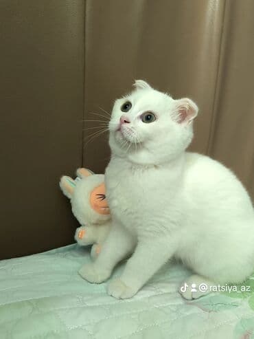 scottish pişik: Şotland yastı qulaq, Dişi — 3