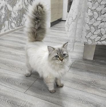 Şinşilla, Erkək, Yaxşı əllərə, Ünvandan götürmə, Pulsuz çatdırılma, Ödənişli çatdırılma