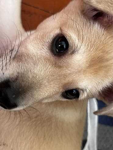 Bentley: Retrivernən + malinuasınan qarışığ parodadırsahibləndirilir Adı — 2