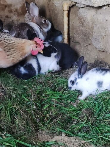 Məhsul: Ev şəraitində bəslən dovşan balaları Təsvir: - Müxtəlif — 3