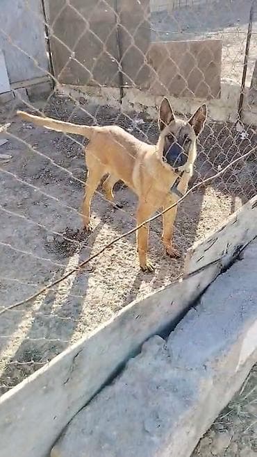 İtlər: Belçika çoban iti, Dişi — 3