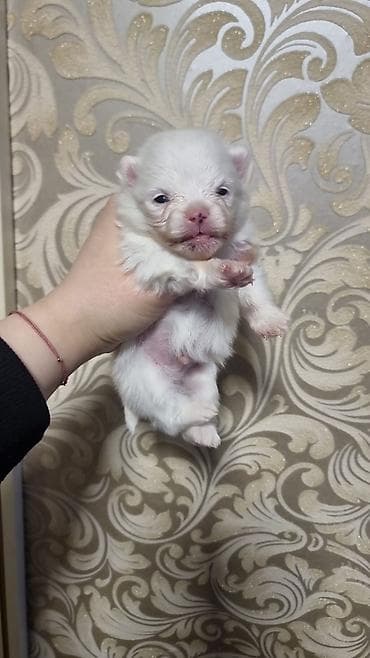 Şpitz, 1 ay, Erkek, Pulsuz çatdırılma