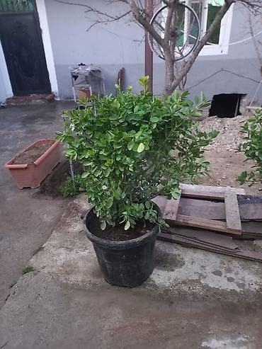 otaq bitkileri: Heca (Pittosporum tobira) dekorativ koldar – iri qara plastik və — 2