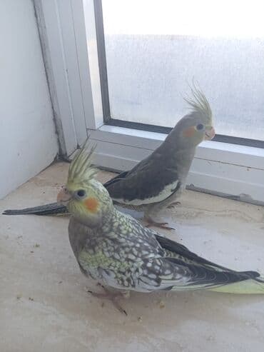 əbabil quşunun qiyməti: Salam, şəkillər 2 aylıqında çəkilib indi 5 aylıqdılar boz erkək, çilli — 2