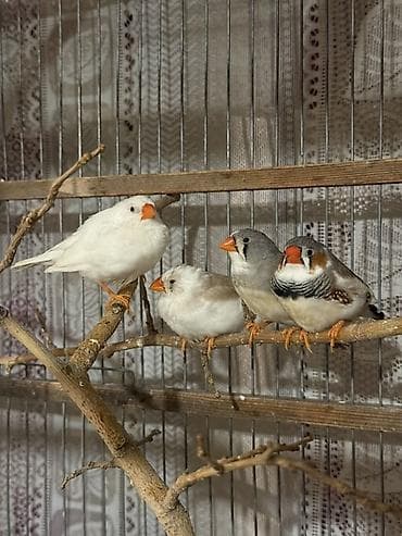 Amadin quşlari, hamısı ayrı ayrı cütlərdi, Gözüm kimi baxdiğım çox