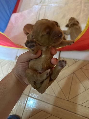 cane corso tap az: Koker spaniyel — 5
