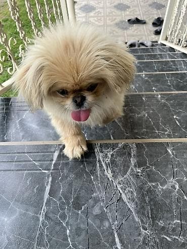 Pekines, 10 ay, Erkek