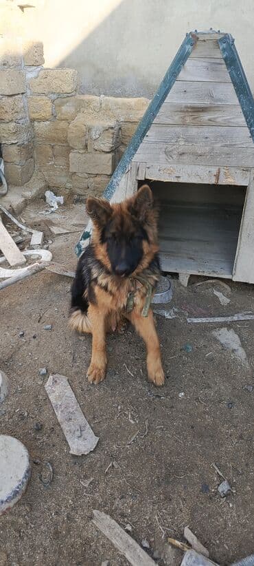 собака отдам в хорошие руки: Alman çoban iti, 1 il, Erkek — 3