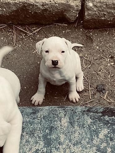 afçarka balası: Doq, 1 ay, Dişi, Peyvəndli, Ünvandan götürmə, Ödənişli çatdırılma — 1