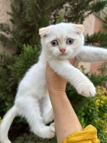 şotlan pişik: Şotland yastı qulaq, Erkək, Dişi, Yaxşı əllərə, Ünvandan götürmə, Pulsuz çatdırılma, Ödənişli çatdırılma — 138