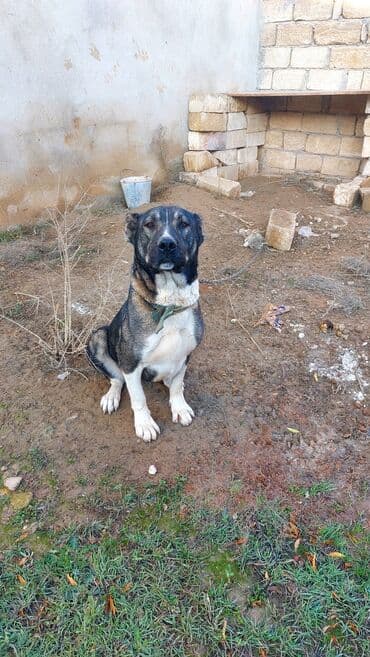 Птицы: İt – iri cüssəli, güclü və möhkəm quruluşlu erkək. Qısa, sıx tüklü — 1