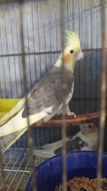 danişan quş: Salam bayram endi̇ri̇mləri̇ davam edi̇r . Bi̇ldi̇rmək i̇stərdi̇mki̇ — 5