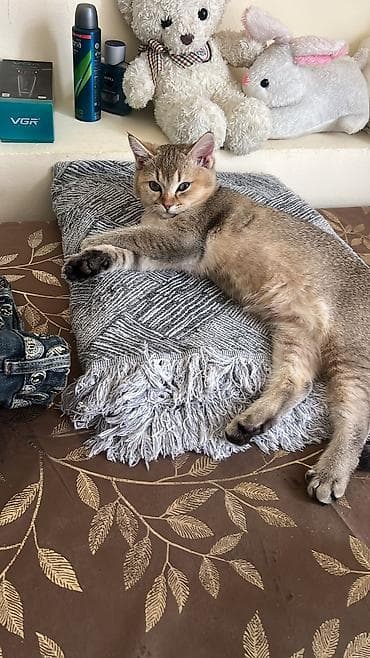 İt gezdirmey veya oz evimde piwiye baxiram.yalniz xanimlar muraciyet