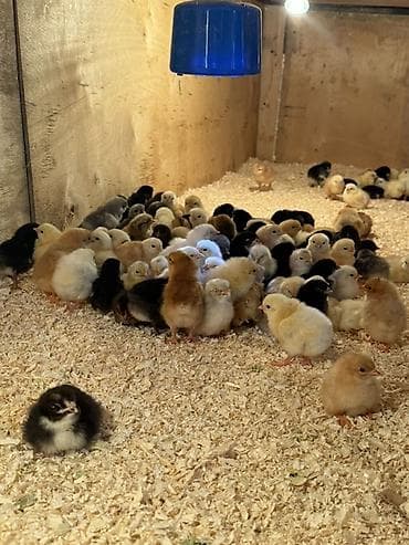 akula sekilleri: Toyuq cücələri, Damazlıq — 2