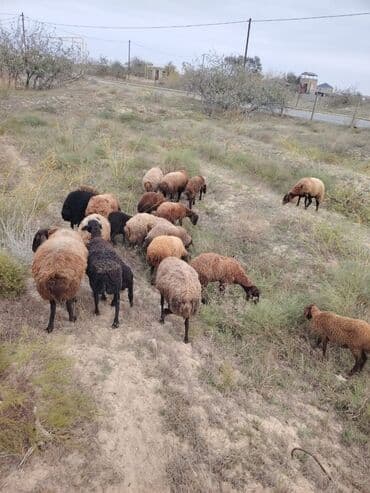 simental inekler azerbaycanda: Qala cinsi qoyunlar razılaşma yolu ilə — 9