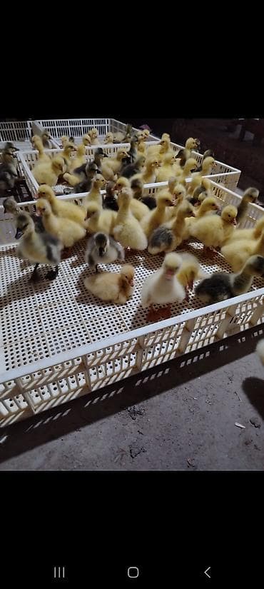 su maymunu: Məhsul: Qaz balaları (yeni çıxmış cücələr) Təsvir: - Sarı və boz rəng — 3
