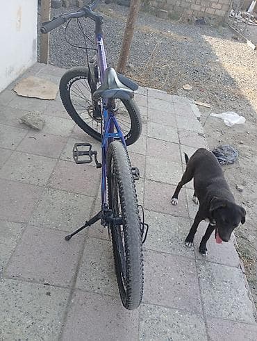 velsiped: Champion markalı velosiped. Mavi rəngli çərçivəyə malikdir və — 5