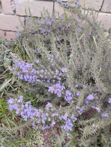 Çiçəkləyən böyük rozmarin kolu. Müalicəvi bitkidir, bir çox lalafo.az -da Çiçəkləyən böyük rozmarin kolu. Müalicəvi bitkidir, bir çox