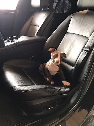 ucuz pisikler: Pitbul, 2 ay, Dişi, Peyvəndli, Rayonlara çatdırılma — 3