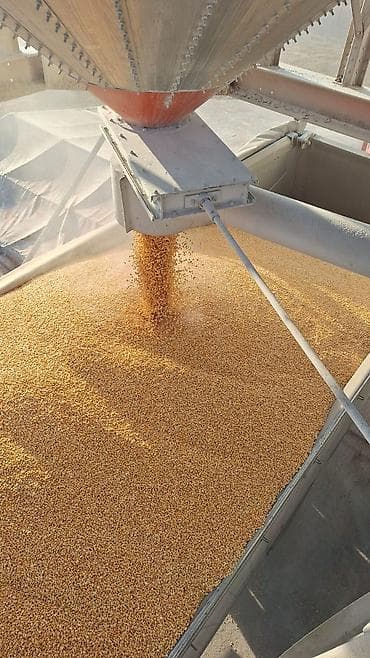 cuce ve xoruz: Məhsul: Qarışıq dənlik qarğıdalı (sarı və qırmızı tonlarda) Təsvir: - — 6